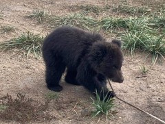 Малчны хотонд “зочилсон” бамбаруушийг хоолложээ