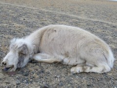 Зэрлэг амьтдын өвчлөл нэмэгдэх хандлагатай байна 