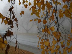 Өнөөдөр баруун аймгуудын нутгийн баруун хэсгээр бороотой