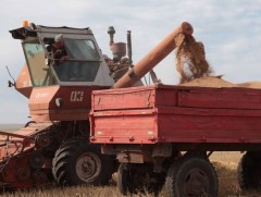 Үр тариа хураалт 30 орчим хувьтай байна  