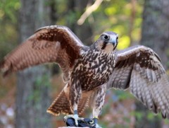 Олон тооны идлэг шонхор, ногтруу барьсныг илрүүлэв