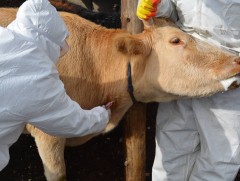 Мал, амьтны гаралтай халдвар 70-80 хувийг эзэлж байна