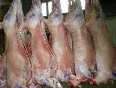 Мах бэлтгэлийг ямар байдлаар зохион байгуулах вэ