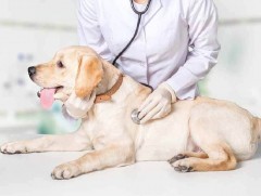 Баянзүрх дүүргийн мал эмнэлгүүд тэжээвэр нохойд төлбөргүй спэй заслага хийнэ