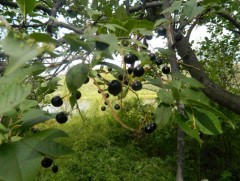 Алтан намар