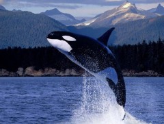 Халим судлалыг шинэ түвшинд хөгжүүлэв