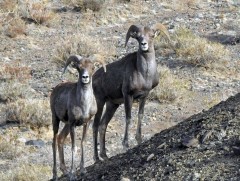 Монгол, ОХУ-ын хил дагуу аргалийн тооллого хийнэ