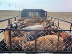 Бэлчээрээс 30 бог мал хулгайлсан хэргийг илрүүлэв