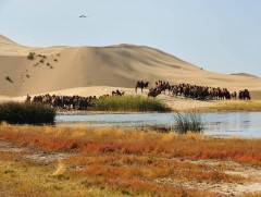 Жуулчдын дийлэнх хувь нь говьд очихыг хүсдэг