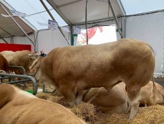 Махны чиглэлийн франц үхэр бяруу болмогцоо 550 кг жин татдаг