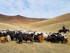 Нийт газар нутгийн 60 гаруй хувьд мал өвөлжиж, хаваржих нөөцтэй байна