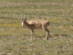 Монгол бөхөнг сэргээн нутагшуулснаар аварч чадна гэв