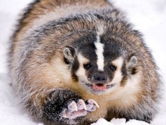 Дорго махчин амьтан уу?