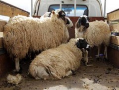 20 бог, дөрвөн бод хулгайлсан этгээдүүдийг илрүүлэв