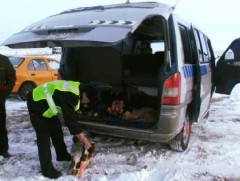 Бүлэг этгээдүүд 10 удаагийн үйлдлээр 23 бод мал хулгайлжээ