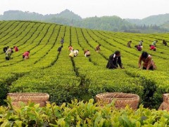 Урд хөршид 115 сая орчим хүн цайны аж ахуй эрхэлдэг