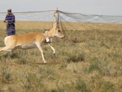 Найман цагаан зээрт сансрын дохиололтой хүзүүвч зүүлгэжээ