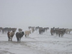 Сүхбаатар аймгийн нийт нутгаар цас орж байна