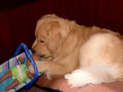 Хүүхдүүдэд бэлэглэхээр цуглуулж байсан тоглоомыг нохой хулгайлжээ 