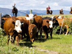 Малын тоо толгойн өсөлтийг хязгаарлах нь уур амьсгалын өөрчлөлтийн эсрэг тэмцэлд чухал нөлөөтэй