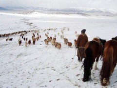 Зудын эрсдэлд 1.7 тэрбум төгрөг шийдвэрлэжээ