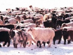 Монгол Улс жилд 6-7 сая мал экспортлох боломжтой