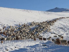 Аймаг дундын отрын бүс нутагт 600 орчим мянган мал өвөлжиж байна
