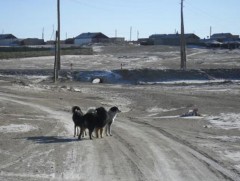 Он гарсаар 3700 гаруй золбин нохой, муурыг устгажээ