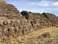 Өвөлжилт хүндэрч болзошгүй зарим сумын малчдад аймгийн нөөцөөс өвс өгөхөөр болжээ