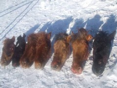 Галт зэвсэг хэрэглэн үхэр, адуу хулгайлсан этгээдүүдийг илрүүллээ