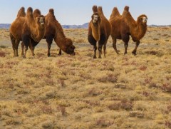 Тэмээний бөхнөөс хорт хавдрыг эмчлэх эм, бэлдмэл гаргаж эхэлжээ