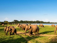 2019 онд Шри-Ланка улсад 360 гаруй заан үрэгджээ