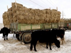 Ховд аймаг отроор яваа малчдад өвс, тэжээл хөнгөлөлттэй үнээр олгож байна