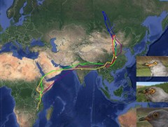 Сансрын дамжуулагчтай гурван хөхөө Африкт хүрчээ