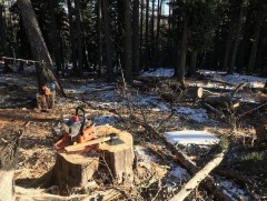 Ойн цэвэрлэгээ нэрийн дор нойтон ногоон мод сүйтгэж байсныг илрүүллээ