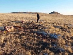 Малын хулгай гэмт хэргүүдийг шуурхай илрүүллээ