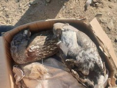 Ховор амьтны жагсаалтад багтсан алтайн хойлог шувууг зөвшөөрөлгүй тээвэрлэж явжээ