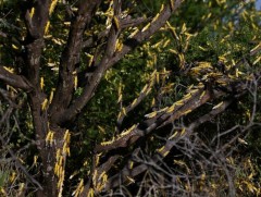 Сомали улсад  царцааны нүүдлээс үүдэн онц байдал зарлажээ