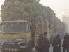 120 тн өвс үнэгүй, 120 тн тэжээлийг 50 хувийн хөнгөлөлттэй үнээр олгохоор болжээ
