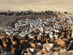 Зургаан сая малыг цахим бүртгэлд бүртгэжээ