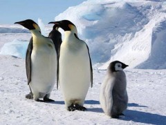 Антрактидын оцон шувууны тоо толгой буурч байна 