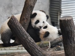 Германд хулсны баавгайн ихэр бамбаруушийг олон нийтэд анх удаагаа харуулжээ 