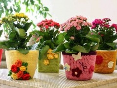 Миний цэцгүүд 