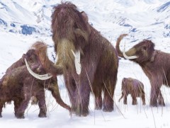 Сүүлчийн үсэрхэг арслан заануудын мөхөл генийн өөрчлөлттэй холбоотой