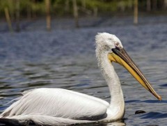 Нэн ховор хотон шувууны хошууг хууль бусаар борлуулж байжээ