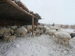 Завхан аймагт 20-иод мянган толгой мал хорогджээ