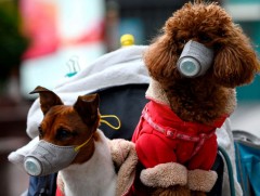 ХОНГКОНГ: “COVID-19” вирус хүнээс нохойд халдварласан тохиолдол бүртгэгдлээ 