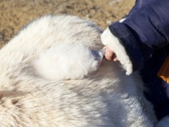 Үндэсний үйлдвэрт тушаах ноолуурын захиалгыг Хөдөө аж ахуйн бирж авч байна