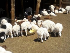 Улсын хэмжээнд хаваржилт тогтуун, төлийн хорогдол бага байна