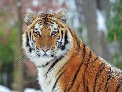 Амьтны хүрээлэнгийн бар, арсланд 